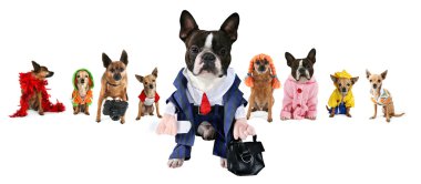 İşletme resmi köpekleri ile