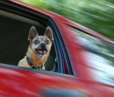 Chihuahua karışımı kırmızı bir aracın içinde