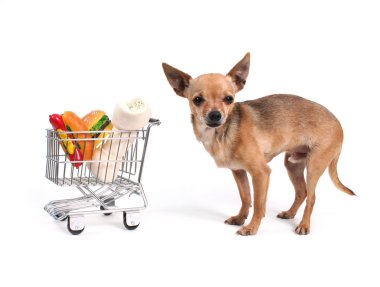 alışveriş sepeti ile chihuahua