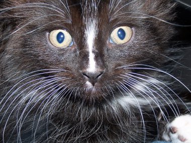 Kedi Surat