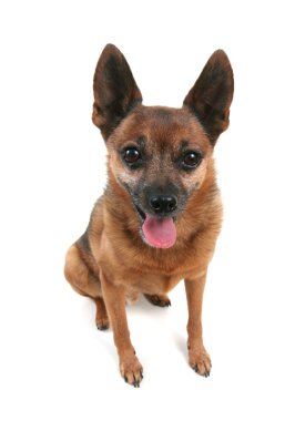 oturarak chihuahua karışımı