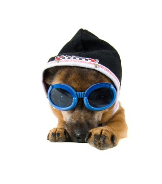 Chihuahua ile gözlük ve ceket