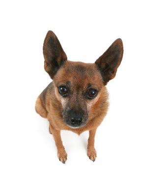 oturarak chihuahua karışımı