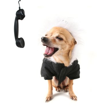 köpek kılığına girmiş bir ceket