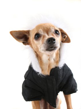 köpek kılığına girmiş bir ceket