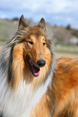 Collie köpek