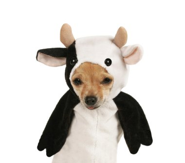 Chihuahua dressed up in a cow costume clipart