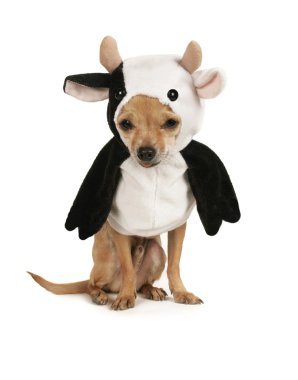 Chihuahua dressed up in a cow costume clipart