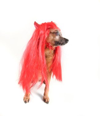 köpek şeytan gibi giyinmiş