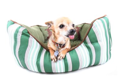 onun dilini dışarı yapışmasını chihuahua