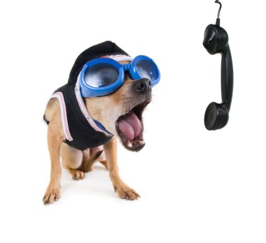 Chihuahua telefon