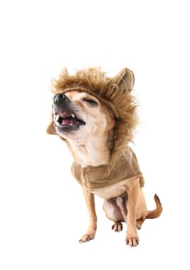 Aslan gibi giyinmiş chihuahua