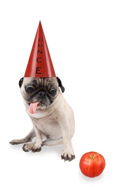 Pug with a dunce hat on clipart