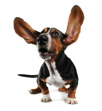 Basset kadar çırpma kulaklı