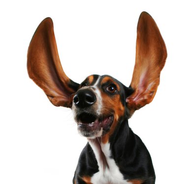 Basset with long flapping ears clipart