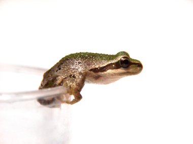 Frog on the top of glass clipart