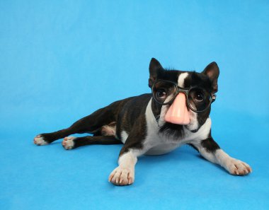 groucho marx kostüm ile köpek