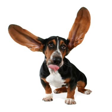 Basset hound with long ears clipart