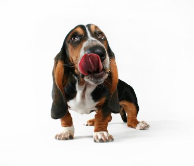 Basset hound yalama