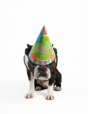 Boston korkunç doğum günü şapkası