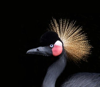 Hayvanat bahçesindeki yabani kuş