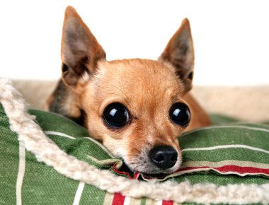 Chihuahua with giant eyes clipart