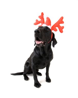 Ren geyiği boynuzları giyinmiş köpek