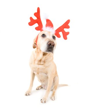 Ren geyiği boynuzları giyinmiş köpek