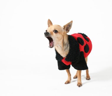 Chihuahua uğur böceği ceket