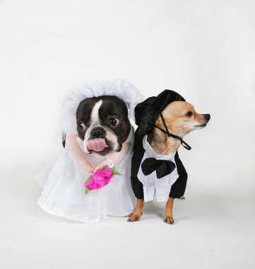 Dogs getting married clipart