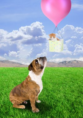 boğa köpek ve kedi sepeti