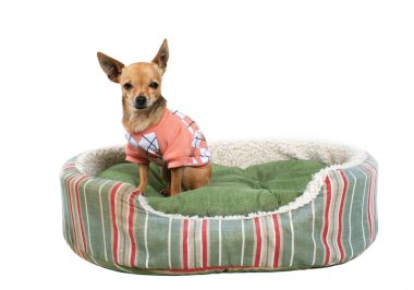 evde beslenen hayvan yatak oturma chihuahua