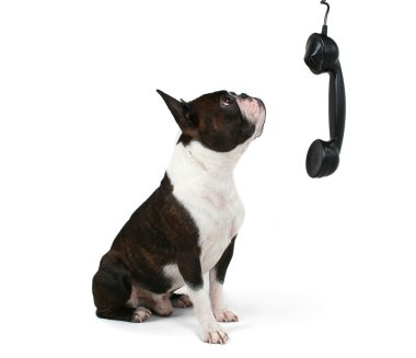 Boston terrier beszél telefonon