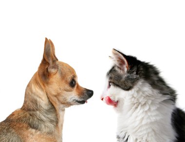 Minik chihuahua ve yavru kedi