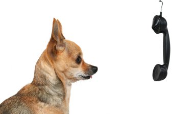 Chihuahua rozmawia przez telefon