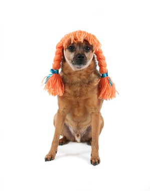 peruk ile küçük köpek