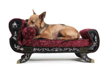 küçük koltukta istirahat chihuahua