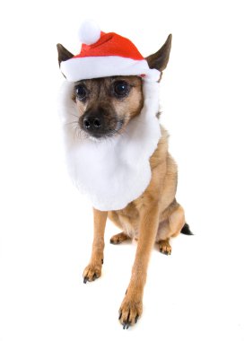 Chihuahua vestido de Papai NoelNoel Baba gibi giyinmiş chihuahua