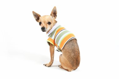 Minik chihuahua forması ile