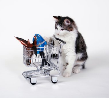 alışveriş yaparken yavru kedi