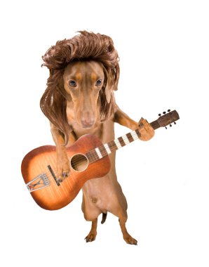 Dachshund gitar ile