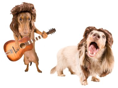 rock star köpeklerle kefal