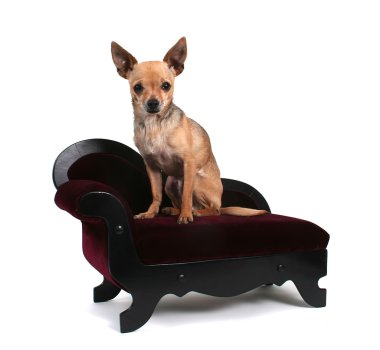 küçük kanepe üzerinde minik chihuahua