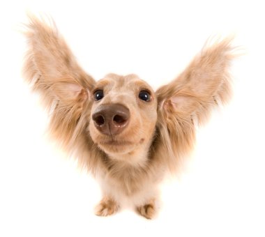 kulakları uçan ile şirin dachshund