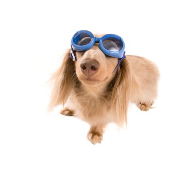 Dachshund ile koruyucu gözlük