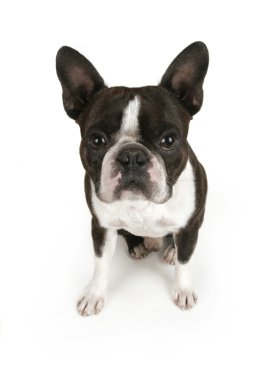 Boston terrier yavrusu
