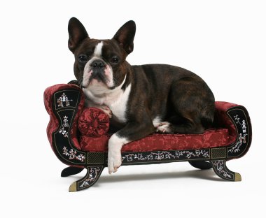 Boston korkunç koltukta dinleniyor