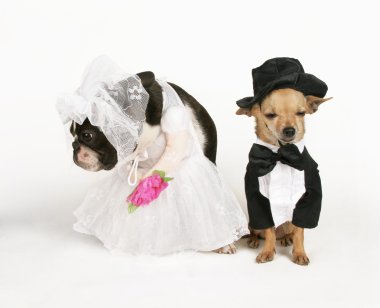 düğün kıyafetleri içinde iki köpek