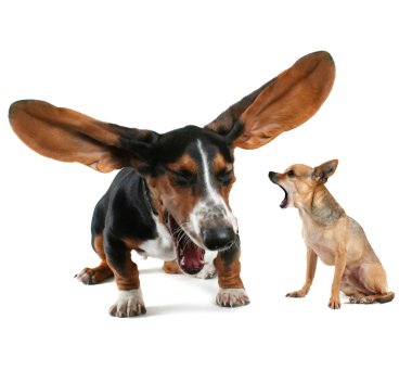 Basset hound and chihuahua yawning clipart