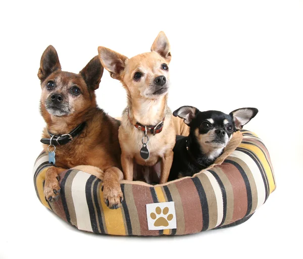 üç köpek içinde evde beslenen hayvan yatak